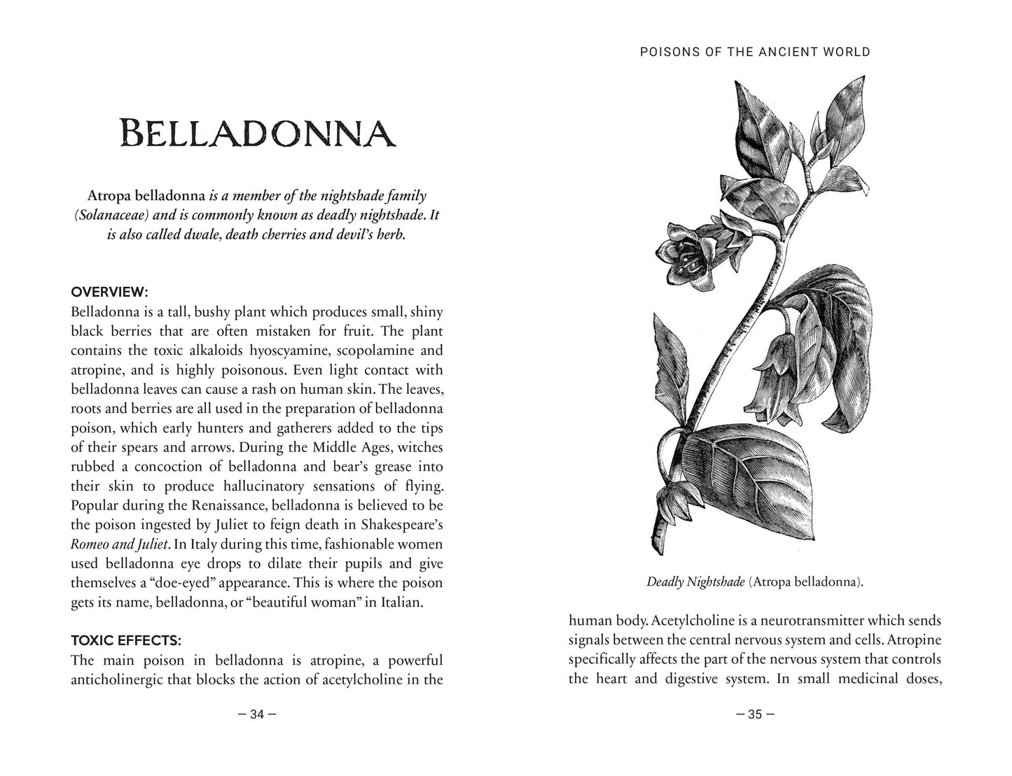 Page insert of black and white text with a botanical illustration of the plant Belladonna. 