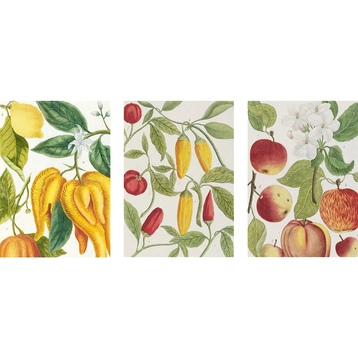Botanical Art Notebook Set