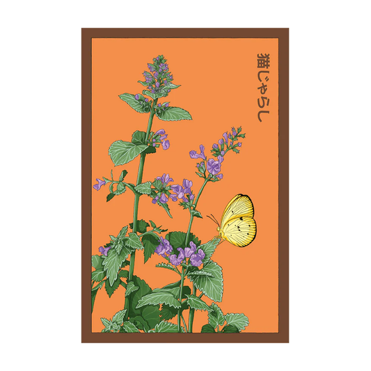 Catnip Flower Seeds Packet