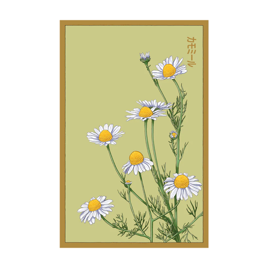 Chamomile Flower Seeds Packet