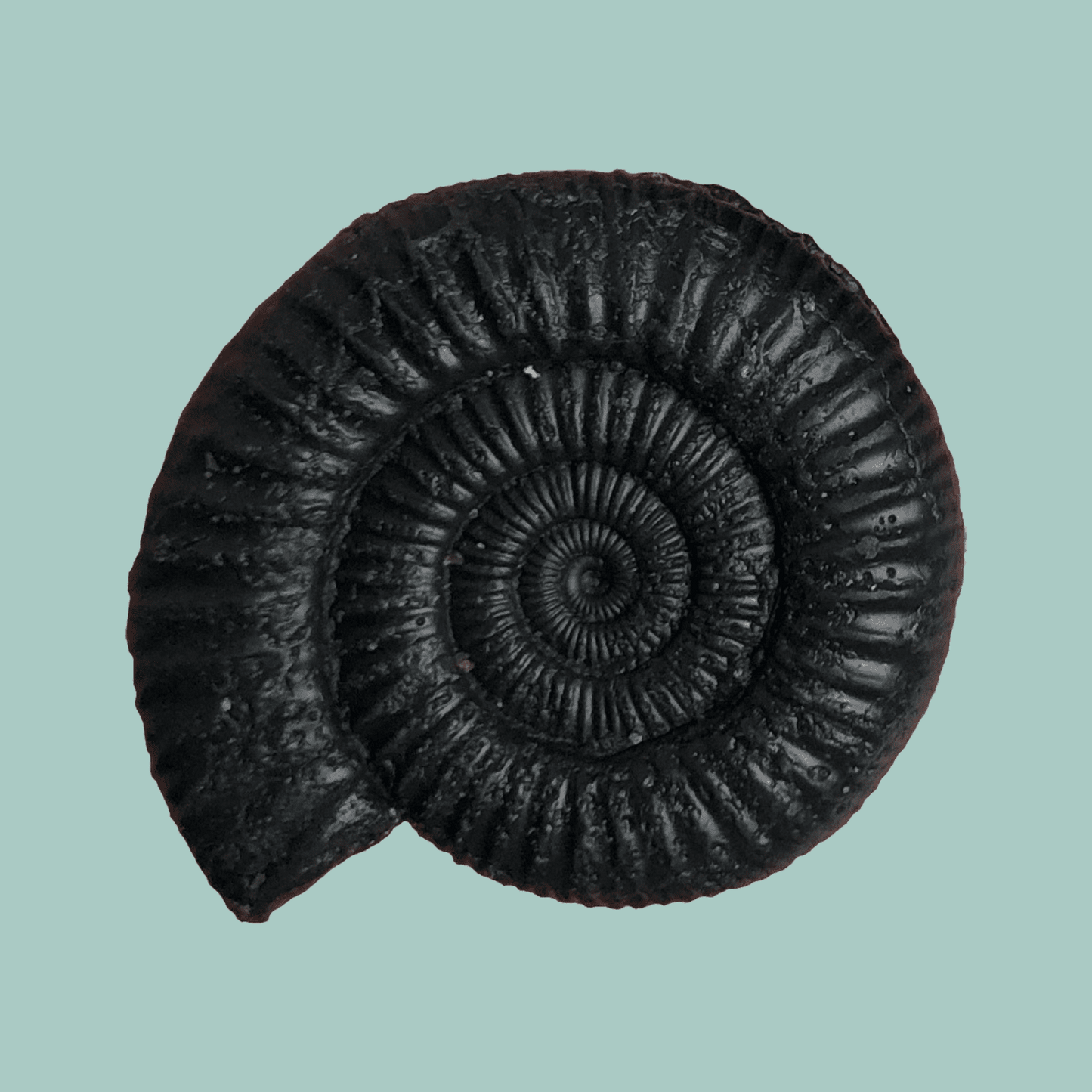 Dactylioceras Black Clay & Rosemary Soap