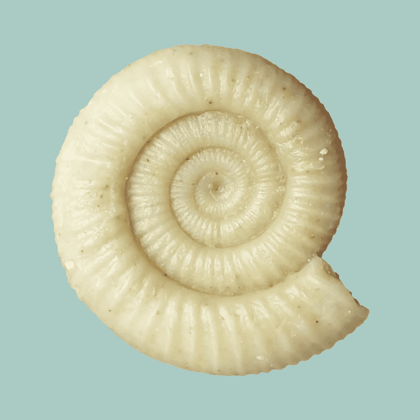 Dactylioceras Bladderwrack & Lavender Soap