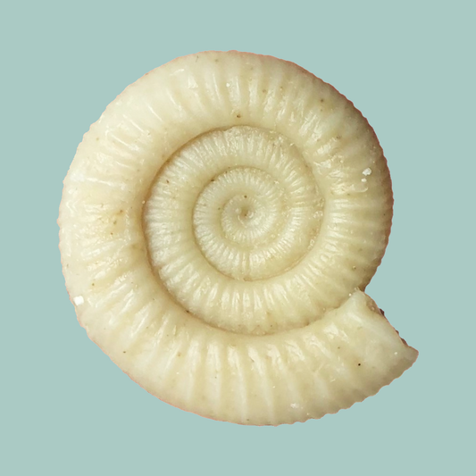 A bar of soap shaped like an Dactylioceras ammonite, with a light beige color on a teal background.
