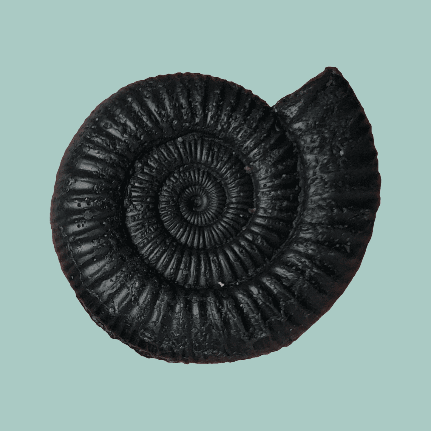 Dactylioceras Black Clay & Lavender Soap