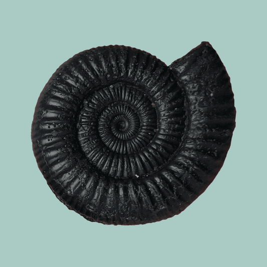 Dactylioceras Black Clay & Lavender Soap