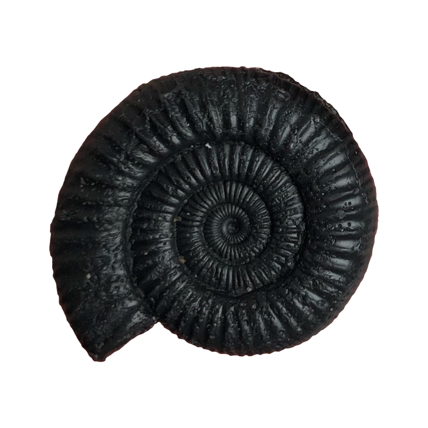 Dactylioceras Black Clay & Rosemary Soap