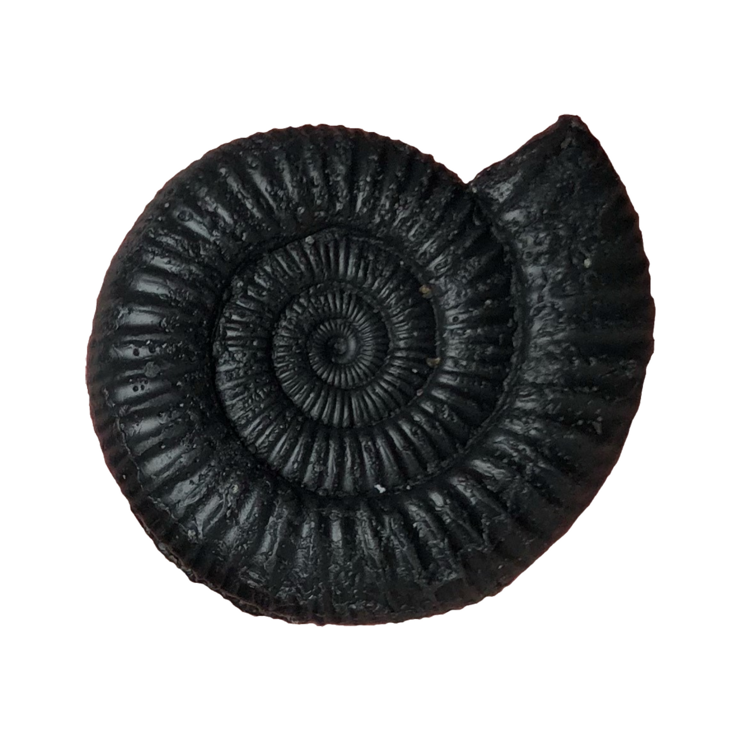 Dactylioceras Black Clay & Lavender Soap