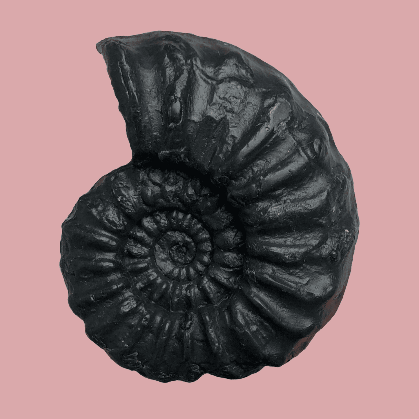 Euagassiceras Black Clay & Rosemary Soap