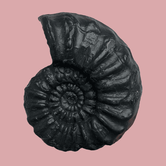 Euagassiceras Black Clay & Rosemary Soap