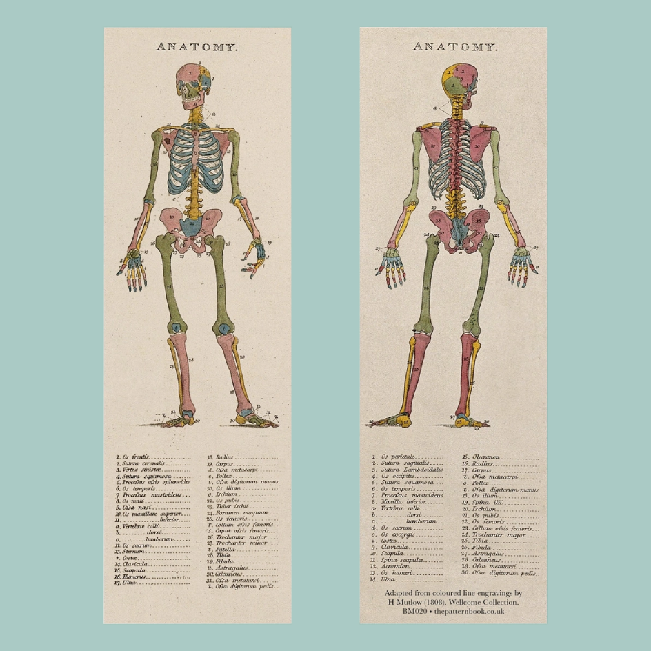 Two vintage anatomical bookmarks showing the human skeleton from the front and back, printed on aged beige paper with a light blue background.