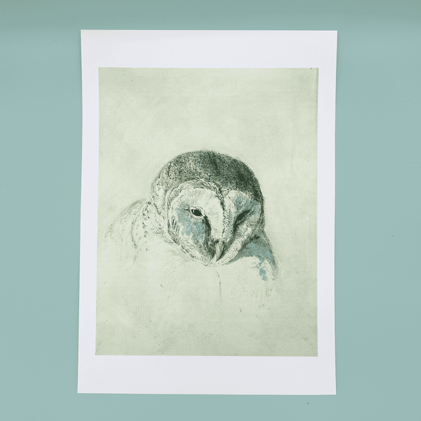 Art print of an owl on a light green background