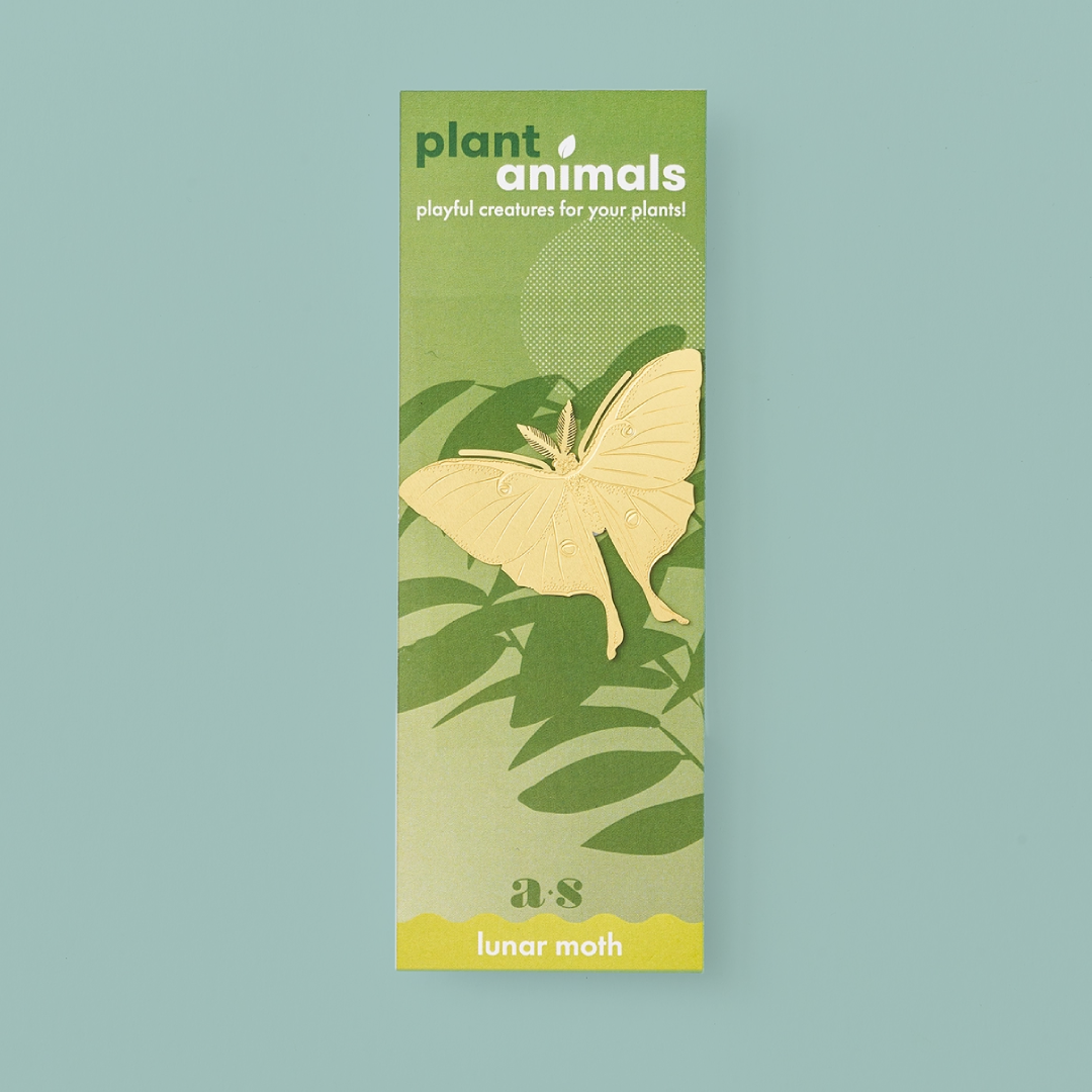 Brass moth-shaped decoration with pointed ends, on a green backing card.